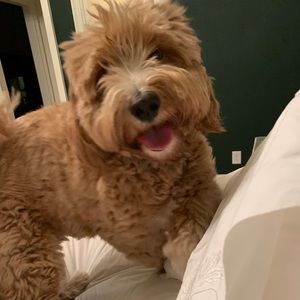 Meet your Posher, Alicia